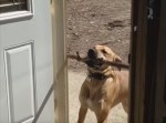 本当にいたのか！？　くわえた棒が引っかかって通れない犬！w