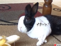 寝ていたウサギがバナナに気が付いた時の反応がピク～ン！