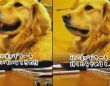 飼い主の弾くギターの音色が大好きな犬。ギターを弾くのをやめると...