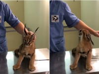 野性味あふれるカラカルキャット、獣医に威嚇するも・・・