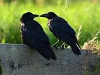 カラスは人間の子供と同じくらい自制心があり、目先の欲求を我慢することができる（英研究）