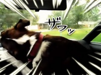 犬種問わず。ワイパーにざわつく犬たちのいる風景