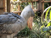 上野動物園のハシビロコウ（hiroaki maedaさん撮影、Flickrより）