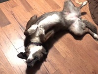 雨が降ってるから死んだふり！お外に行きたくない愛犬、床に転がって断固拒否の意思表示