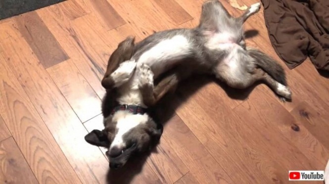 雨が降ってるから死んだふり！お外に行きたくない愛犬、床に転がって断固拒否の意思表示