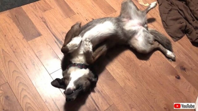 雨が降ってるから死んだふり！お外に行きたくない愛犬、床に転がって断固拒否の意思表示