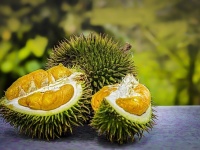 17世紀から現代まで！果物の王様なんだけどクセがすごいフルーツ「ドリアン」を食した西洋人の20の食レポ