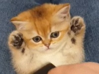 チンチラの赤ちゃん、ブラシをされてうっとりする。その表情がかわいいんじゃ～