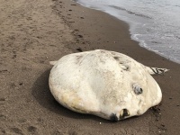 「怪奇現象みたい」「表情が悲壮すぎて...」　釧路の海岸に「巨大マンボウ」漂着→役場職員も「初めて聞いた」