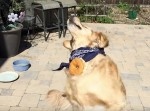 ドンくさいｗ　餌をキャッチできない犬がドンくさい