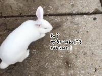 犬のようなウサギ、呼べばどこにいても必ず飼い主の元に戻ってくる