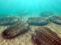 古代生物って面白い！三葉虫は脚で呼吸をしていたことが判明