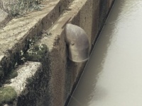 「臭くて汚いドブに落ち、ズブズブ沈んでいく友達。脇を歩いていたスーツの男性はその姿を見ると...」（神奈川県・40代女性）