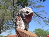 クパァ～！木に擬態していたヨタカが突然口をぱっくり開ける瞬間