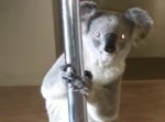家に帰ったらコアラが！⇒なぜか“◯◯◯”を始める！？