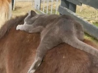 猫がポニーにぺっとりくっついた。猫とポニーの間に生まれた異種間友情の瞬間
