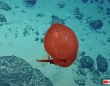 深海のへんな生き物が大好き！赤い風船のようなタコが発見される