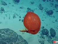 深海のへんな生き物が大好き！赤い風船のようなタコが発見される