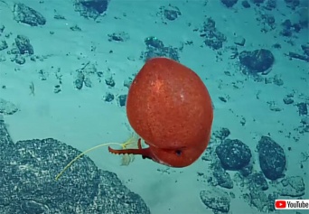 深海のへんな生き物が大好き！赤い風船のようなタコが発見される