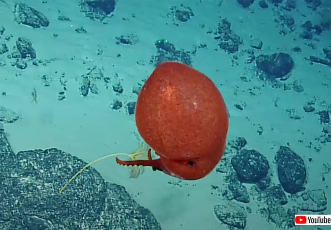 深海のへんな生き物が大好き!赤い風船のようなタコが発見される