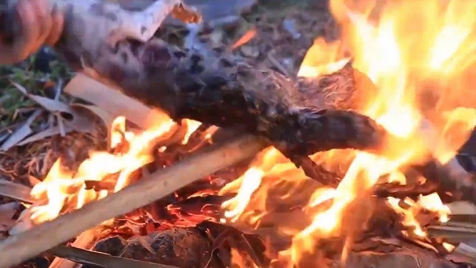 絶滅危惧種を食べる夫婦