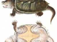 画像はイメージです