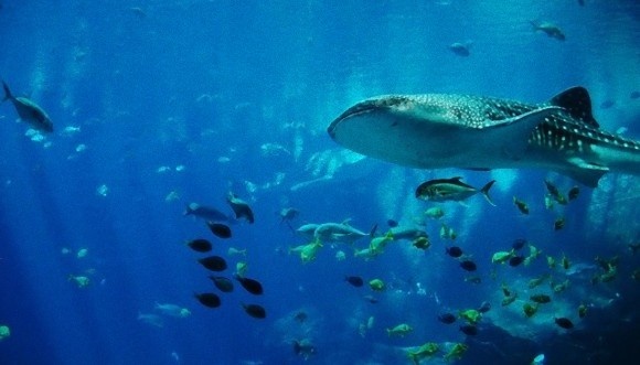 whale-shark-281498_640_e_e