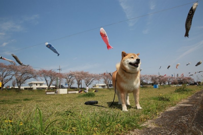 柴犬まるが紹介する岐阜の旅（番外編）～まる、端午の節句が待ちきれない！～