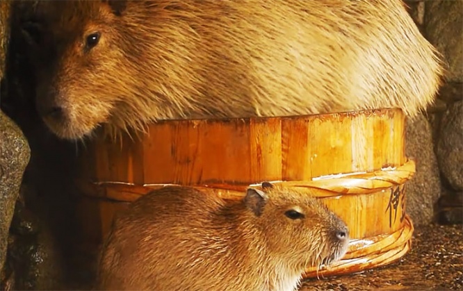 capybara-ofuro1