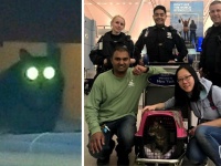 空港内で猫が逃亡。1週間行方をくらました後、無事保護される（アメリカ）