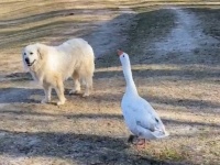 こっちくんな！ヤギのガード役の犬を逆にヤギから守ろうとするガチョウ