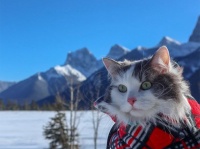 雪山王に俺はなる！事故で負った足の負傷を克服し、壮大で過酷な大自然、ロッキー山脈を庭のように歩き回る猫