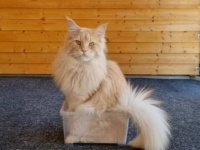 居心地のいいアイテムはどっち？愛猫のメインクーンたちに聞いてみたところ、結果は予想通りだった？