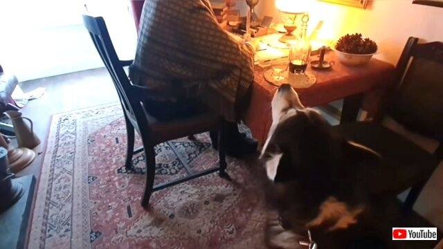 sherpainclovelly5_640