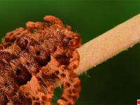 タランチュラさん強いって聞いてますし。蜘蛛に擬態する毛虫「モンキースラッグ」※毛虫出演中