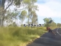 狙ってた？カンガルーがサイクリストにフライングボディアタック！ガチで体当たりする事案が発生（オーストラリア）