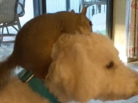 犬に乗りたいリス、リスが乗ると頭を振りたい犬の異種間友情。保護された二匹は今はすっかり仲良しコンビみたいだ