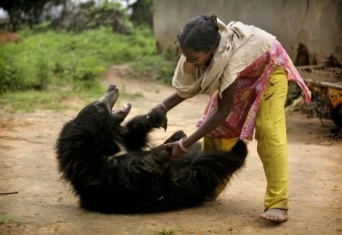 野生には戻りたくないクマ。保護歴のあるナマケグマ、人里にひょっこり顔を出し、そのままペットとして飼われることに（インド）