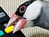「おいしそうなコーンを発見！」　リモコンの黄色いボタンにかじりつく、お茶目でヤンチャな文鳥ちゃん