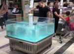 水槽から勢いよく跳ねた魚が、まさかの自ら購入を促進する形に・・・。