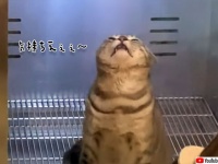 好きだったんかい！猫、はじめてのペット用乾燥機にご満悦の様子