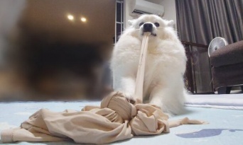 何それ、ピザ？　散歩に行けなかったワンコさん、飼い主のシャツをビヨンビヨンにしてしまう