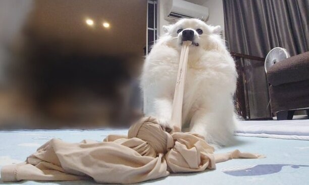 何それ、ピザ？　散歩に行けなかったワンコさん、飼い主のシャツをビヨンビヨンにしてしまう