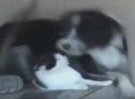 『好き好き好きぃぃ！！』猫を溺愛しすぎなワンちゃんの愛情表現がすんごい。