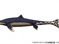 白亜紀を生きた頂点捕食者 、モササウルス類の新種が和歌山県で発見される
