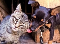 一匹の飼い犬と、運命の出会いをした野良の子猫。仲良しの2匹を見た飼い主が出した決断が優しかった（イタリア）