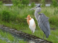 「深夜のドンキに居そう」「イイ感じにとんがってますね」　ミニバンデートが似合いすぎる野鳥、激写される