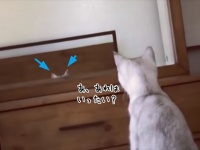 あ、あれは...吾輩の耳？で、こうなった。猫が鏡に映った自分の耳を認識しているかもしれない件に関して