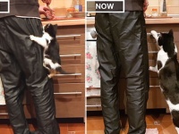 子猫の成長記録。同じ構図で撮影した生後3か月の時と3歳の時を比較してみた