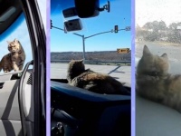 「トラックの中が一番落ち着くニャ！」猫と旅するトラック野郎、46州を猫といっしょに制覇する
